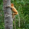 Kahau nosaty - Nasalis larvatus - Proboscis Long-nosed Monkey o8577